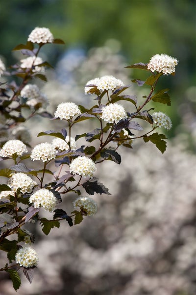 Physocarpus opulifolius 'Diabolo' -R-, Blasenspiere, dunkelrot, 40–60 cm