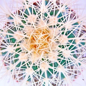 Echinocactus grusonii - Schwiegermutterstuhl - im 5,5cm Topf