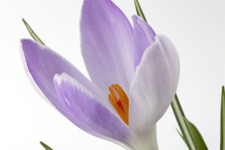Crocus sativus, Safrankrokus, violett, ca. 9x9 cm Topf