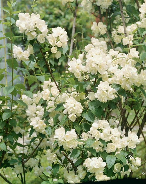 Philadelphus 'Virginal', Duftjasmin, weiß, 125–150 cm