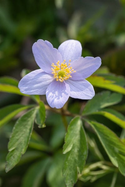 Anemone nemorosa 'Robinsoniana', Buschwindröschen, lavendelblau, ca. 9x9 cm Topf
