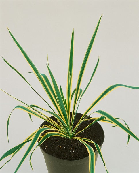 Yucca filamentosa 'Bright Edge', Palmlilie, gelb-grün, ca. 11x11 cm Topf