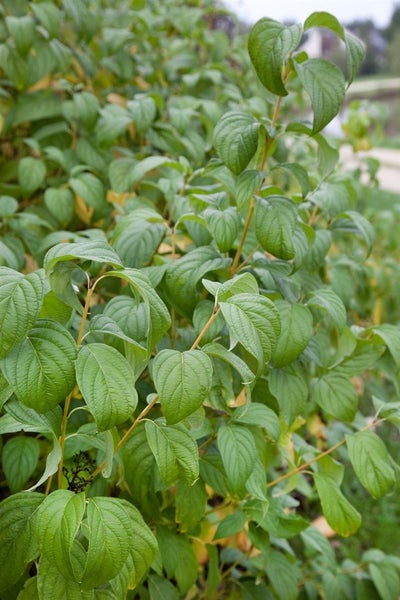 Cornus stolonifera 'Flaviramea', Gelbholz-Hartriegel, 80–100 cm