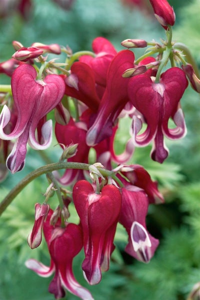 Blutendes Herz Blume Nahaufnahme