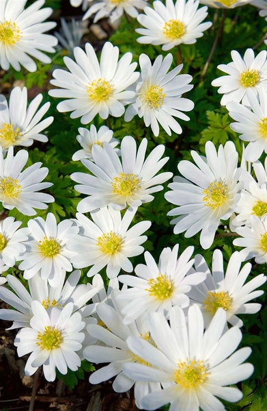 Anemone blanda 'White Splendour', Balkan-Windröschen, weiß, ca. 9x9 cm Topf