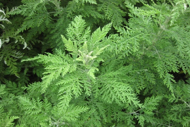 SAFLAX  - Chinesischer Beifuß Qing Hao - Artemisia annua - 250 Samen