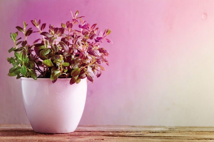 Paulmann LED Leuchtmittel GU10 mit Verpackung