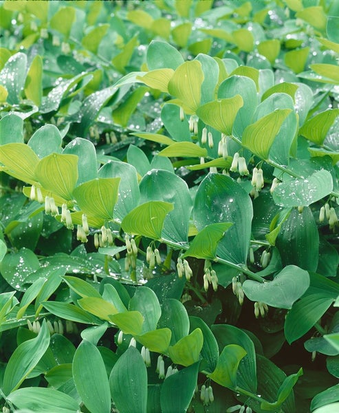 Polygonatum multiflorum, Salomonssiegel, ca. 9x9 cm Topf