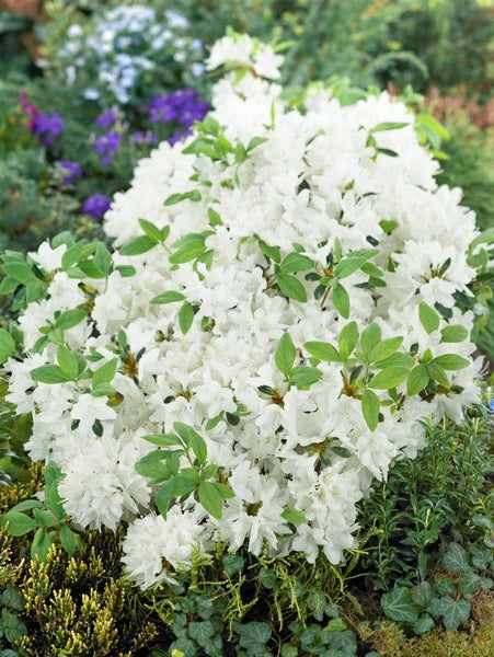 Rhododendron obtusum 'Schneesturm', Azalee, weiß, 30–40 cm