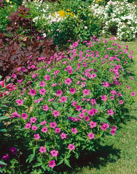 Geranium psilostemon 'Patricia', Storchschnabel, leuchtend pink, ca. 11x11 cm Topf