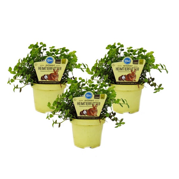 Set mit 3 Futterpflanzen für Heimtiere Callisia repens Vitalfutter für Kaninchen, Ziervögel, Reptilien, Hamster und Meerschweinchen