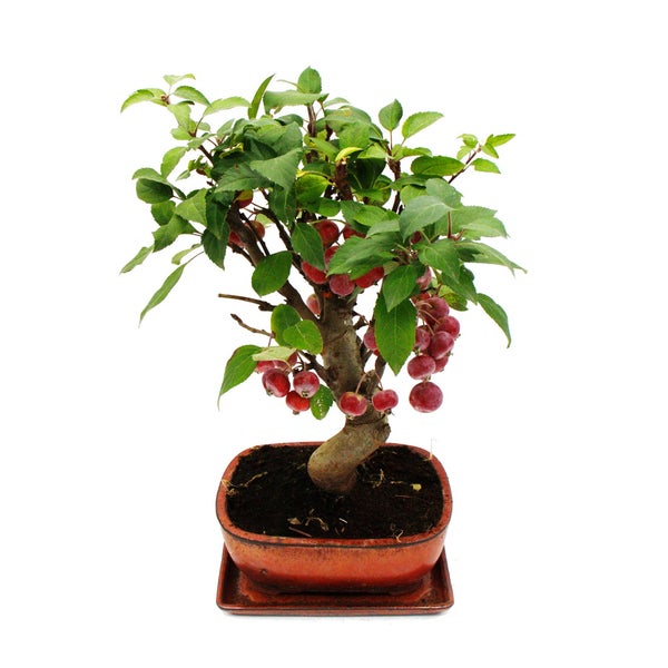 Bonsai Apfelbaum Malus mit kleinen Früchten in einer Keramikschale.