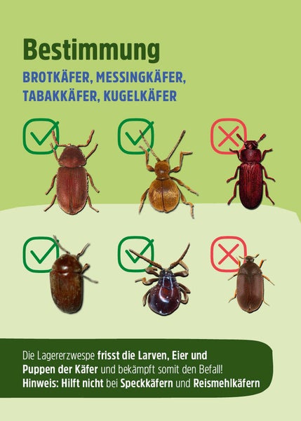Schlupfwespen - Lagererzwespen gegen Brotkäfer, Tabakkäfer & Kugelkäfer
