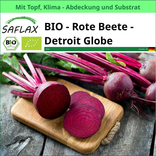 Saflax Bio Rote Beete Detroit Globe mit Topf, Klimaabdeckung und Substrat