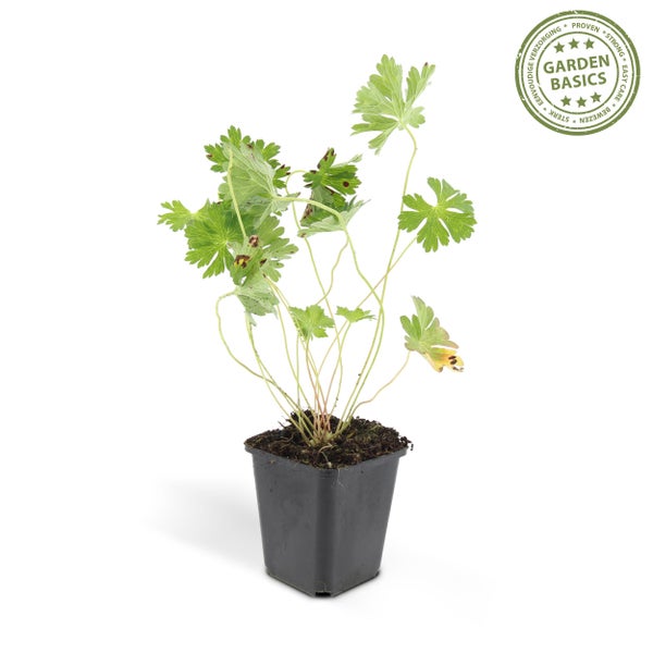 Bodendecker - Storchschnabel - Geranium 'Rozanne' - 9cm Topf - Set mit 6 Pflanzen