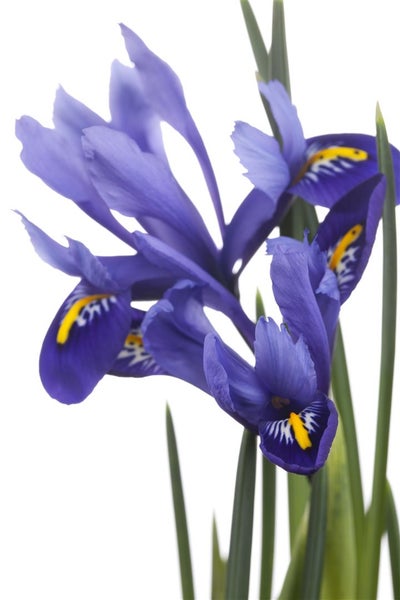 Iris versicolor, Blauflagge, violett, ca. 9x9 cm Topf