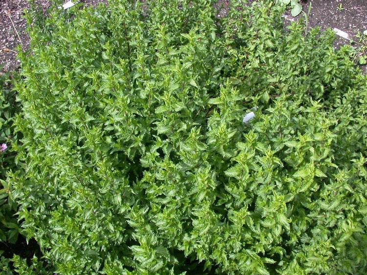 Mentha spicata crispa, Krauseminze, aromatisch, ca. 11x11 cm Topf
