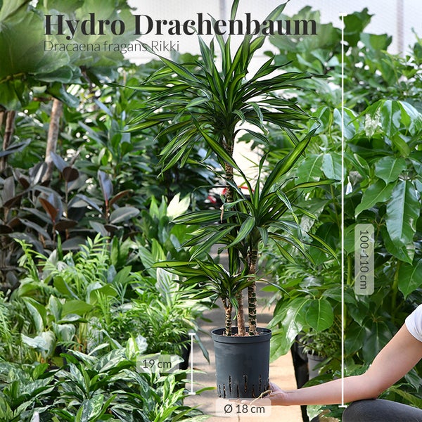 Büropflanze Hydro XL Dracaena Rikki Palme | 110–120 cm | Mit Betonoptik-Vase 44 cm | Zimmerpflanze mit Blähton & Wasserstandsanzeiger