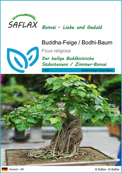SAFLAX  - Buddha-Feige / Bodhi-Baum - Ficus religiosa - 100 Samen