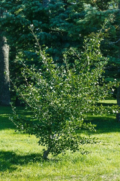 Ginkgobaum im Garten auf Rasen