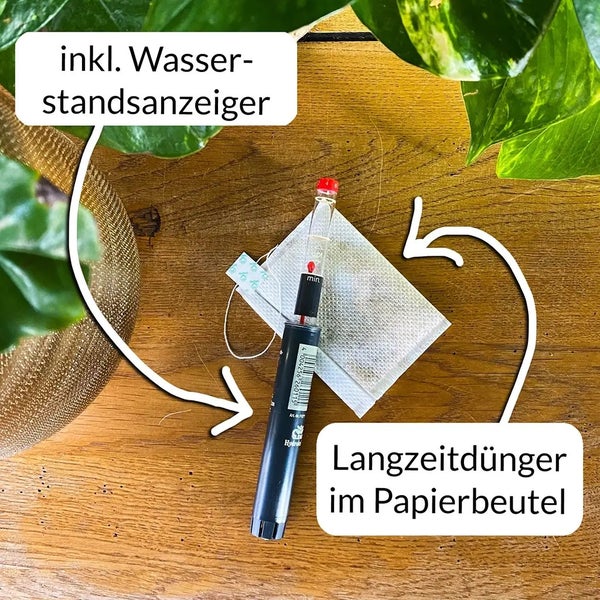 Büropflanze Hydro XL Dracaena Rikki Palme | 110–120 cm | Mit Betonoptik-Vase 44 cm | Zimmerpflanze mit Blähton & Wasserstandsanzeiger