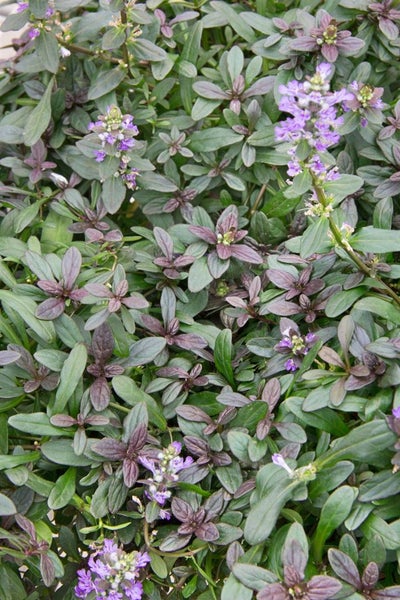 Ajuga reptans 'Chocolate Chip', Günsel, kompakt, ca. 9x9 cm Topf