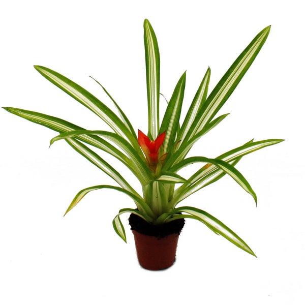 Bosch Logo. Bosch PRO Reduzierring für Kreissägeblätter, 16 auf 12,75 Millimeter, Stärke 1,2 Millimeter, universell passend.