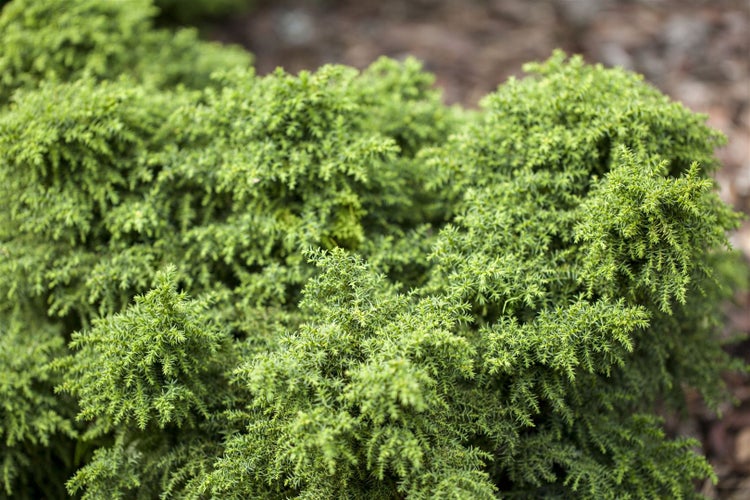 Cryptomeria japonica 'Yokohama', Japanische Sicheltanne, 12–15 cm