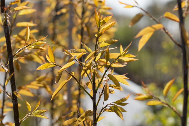 Amelanchier arborea 'Robin Hill', Felsenbirne, rosa Blüten, 80–100 cm