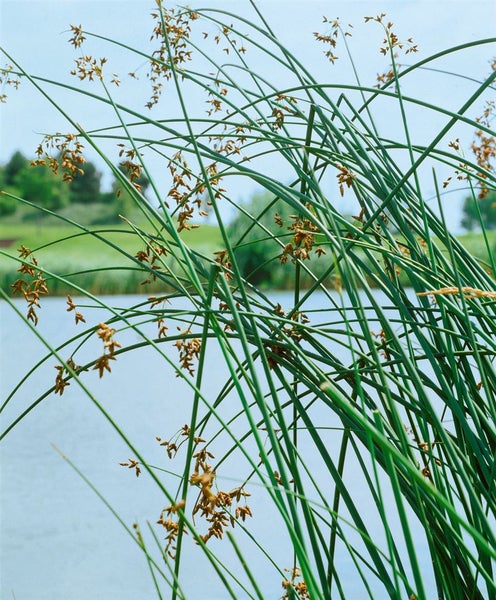 Scirpus lacustris, Teichbinse, ca. 9x9 cm Topf