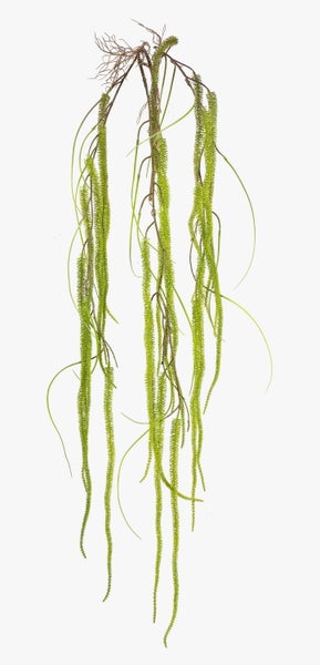 Nahaufnahme von Fliederknospen in einem dichten Blütenstand.