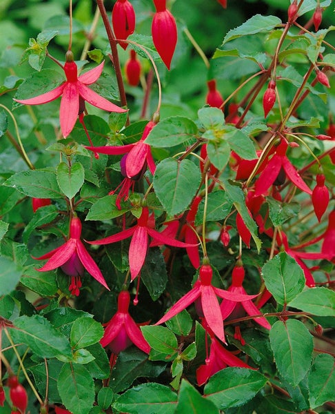 Fuchsia magellanica 'M.Popple', Fuchsie, rot-violett, ca. 9x9 cm Topf