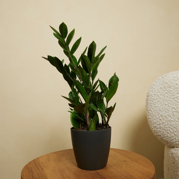 Bloomique - 2er Set - Zamioculcas Zamiifolia - Glücksfeder - Zimmerpflanzen - Sehr Pflegeleicht - Luftreinigend - Höhe 30-40 cm - Topf 12 cm