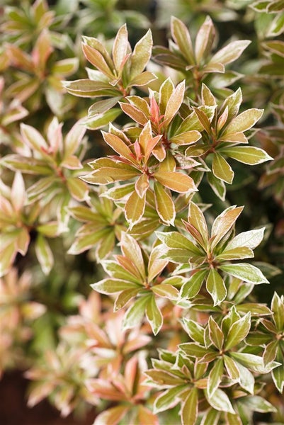 Pieris japonica 'Little Heath', Japanische Lavendelheide, 20–25 cm