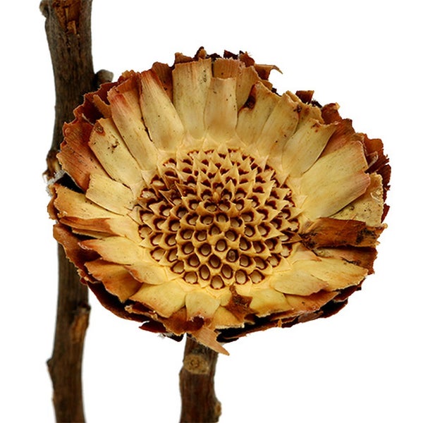 Getrocknete Protea Blume auf Stiel