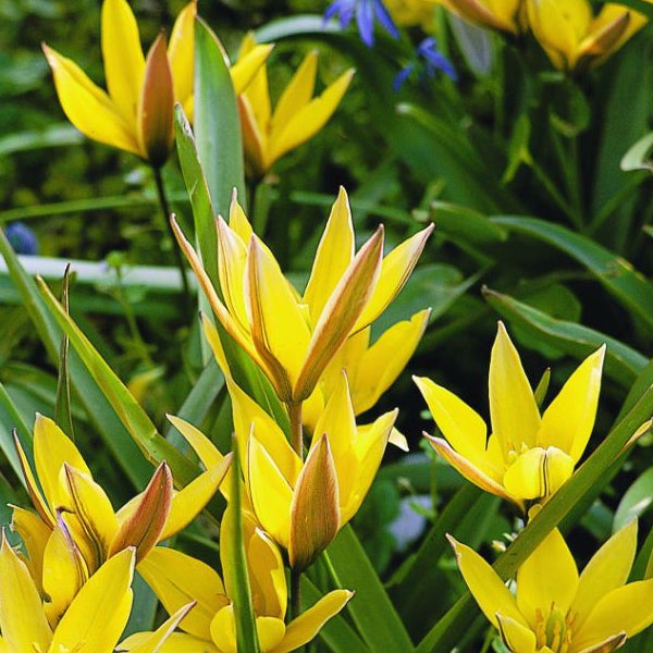Gelbe Wildtulpen im Gartenbeet