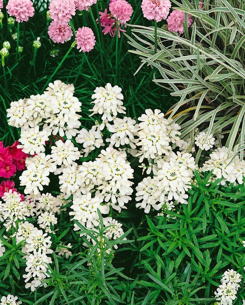 Nahaufnahme von Iberis-Blumen im Gartenbeet