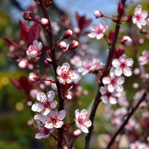 Nahaufnahme eines blühenden Zierkirschbaums mit weißen Blüten