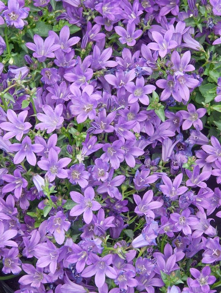 Campanula garganica 'Erinus Major', Glockenblume, blau, ca. 9x9 cm Topf