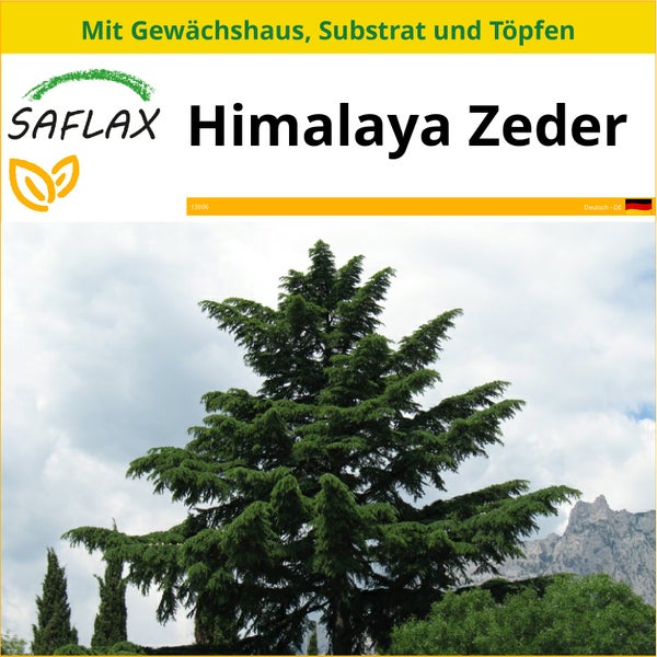 SAFLAX Anzucht Set - Himalaya Zeder - Cedrus deodara - 35 Samen - Mit Mini-Gewächshaus, Anzuchtsubstrat und 2 Töpfen