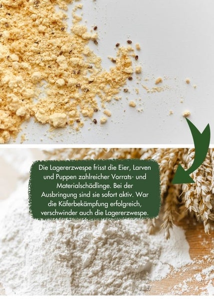Nützling Lagerpiraten gegen Speckkäfer, Khaprakäfer und Reismehlkäfer | biologisch bekämpfen
