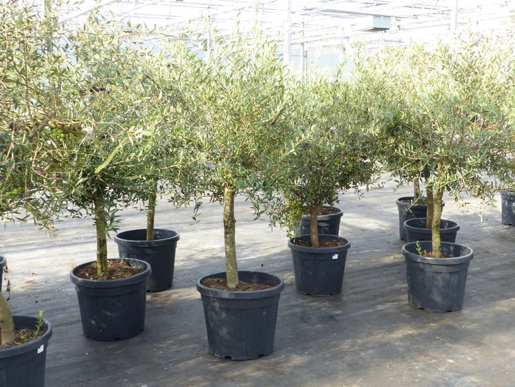 Olivenbaum 15 Jahre Olive Angebot 150 - 170 cm, beste Qualität, winterhart, Olea Europaea