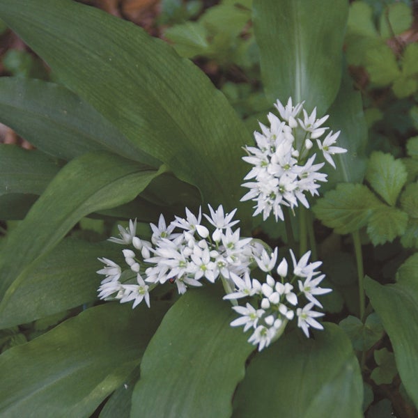 Bärlauch mit weißen Blüten und grünen Blättern