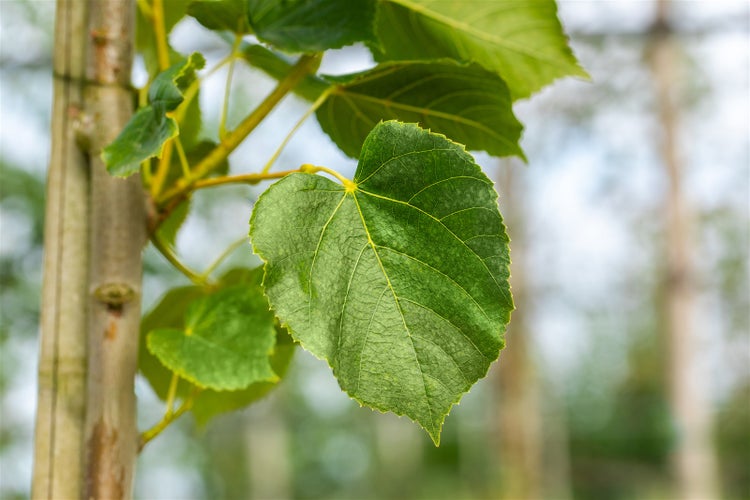 Nahaufnahme eines herzförmigen Lindenblattes an einem jungen Baum im Garten