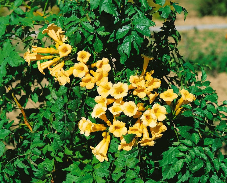 Campsis radicans 'Flava', Trompetenblume, gelb, 40–60 cm