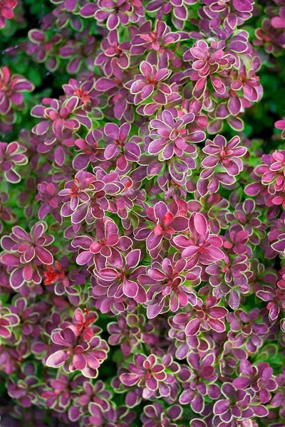 Berberis thunbergii 'Golden Ring', Berberitze, gelb-rot, 40–60 cm
