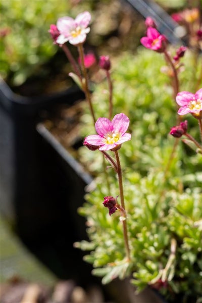 Saxifraga x arendsii 'Silver Cushion', Polster-Steinbrech, ca. 9x9 cm Topf