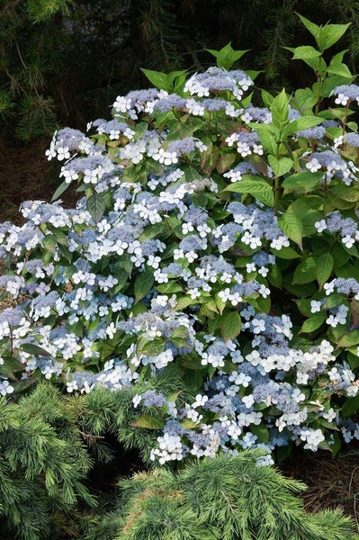 Hydrangea serrata 'Acuminata', Hortensie, 30–40 cm, zartrosa Blüten