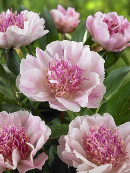 Paeonia 'Do Tell', Pfingstrose, rosa, 3-5 Liter Container