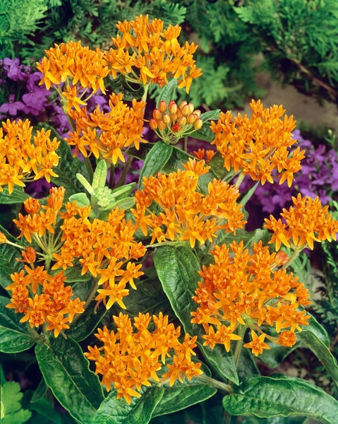 Asclepias tuberosa, Schmetterlingsblume, orange, ca. 9x9 cm Topf